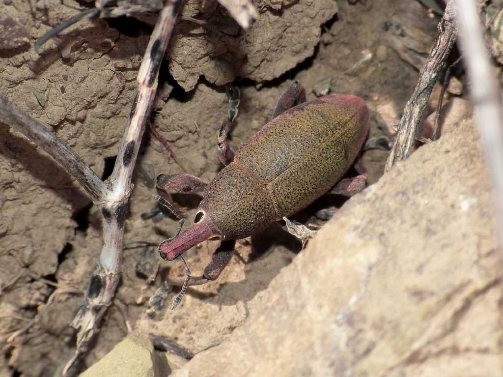 Lixomorphus algirus (Curculionidae) - Tolfa (RM)